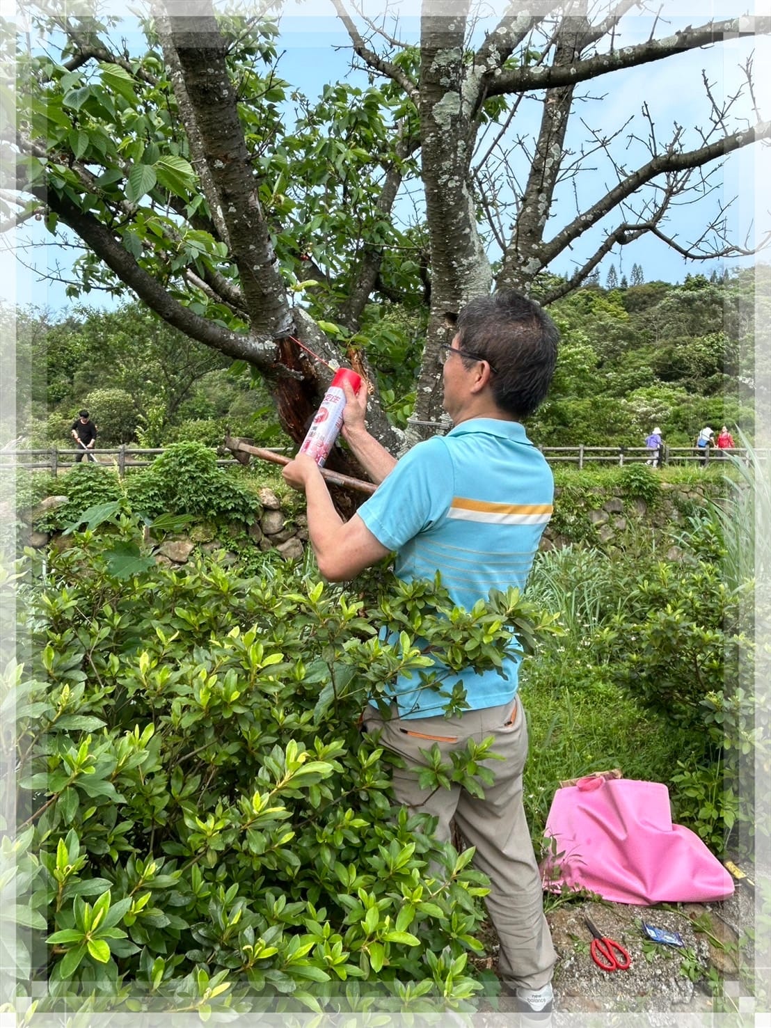 三生步道櫻花樹木維護作業