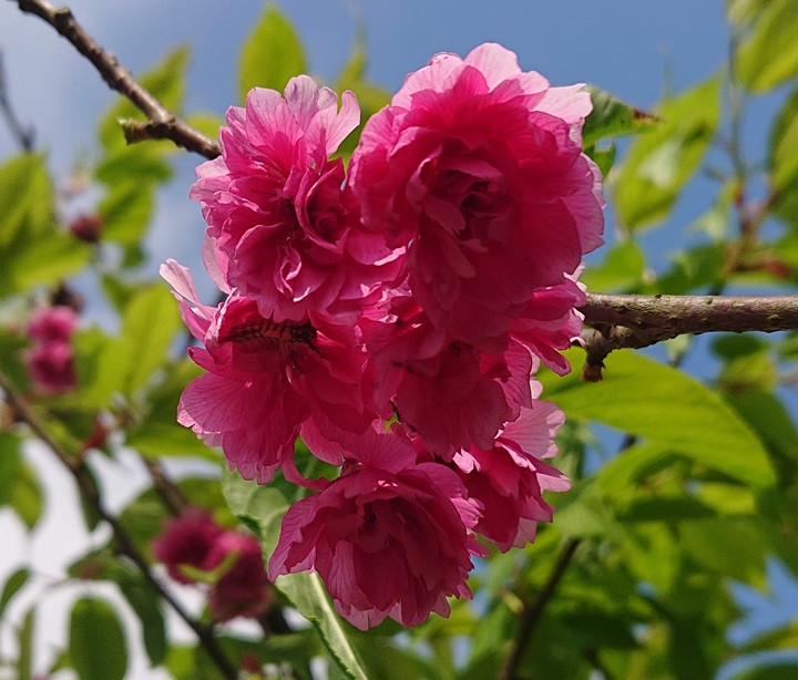 重瓣山櫻花（八重櫻）