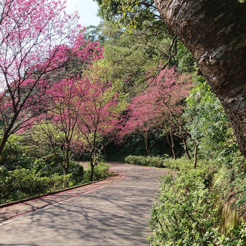 青山路山櫻花花況