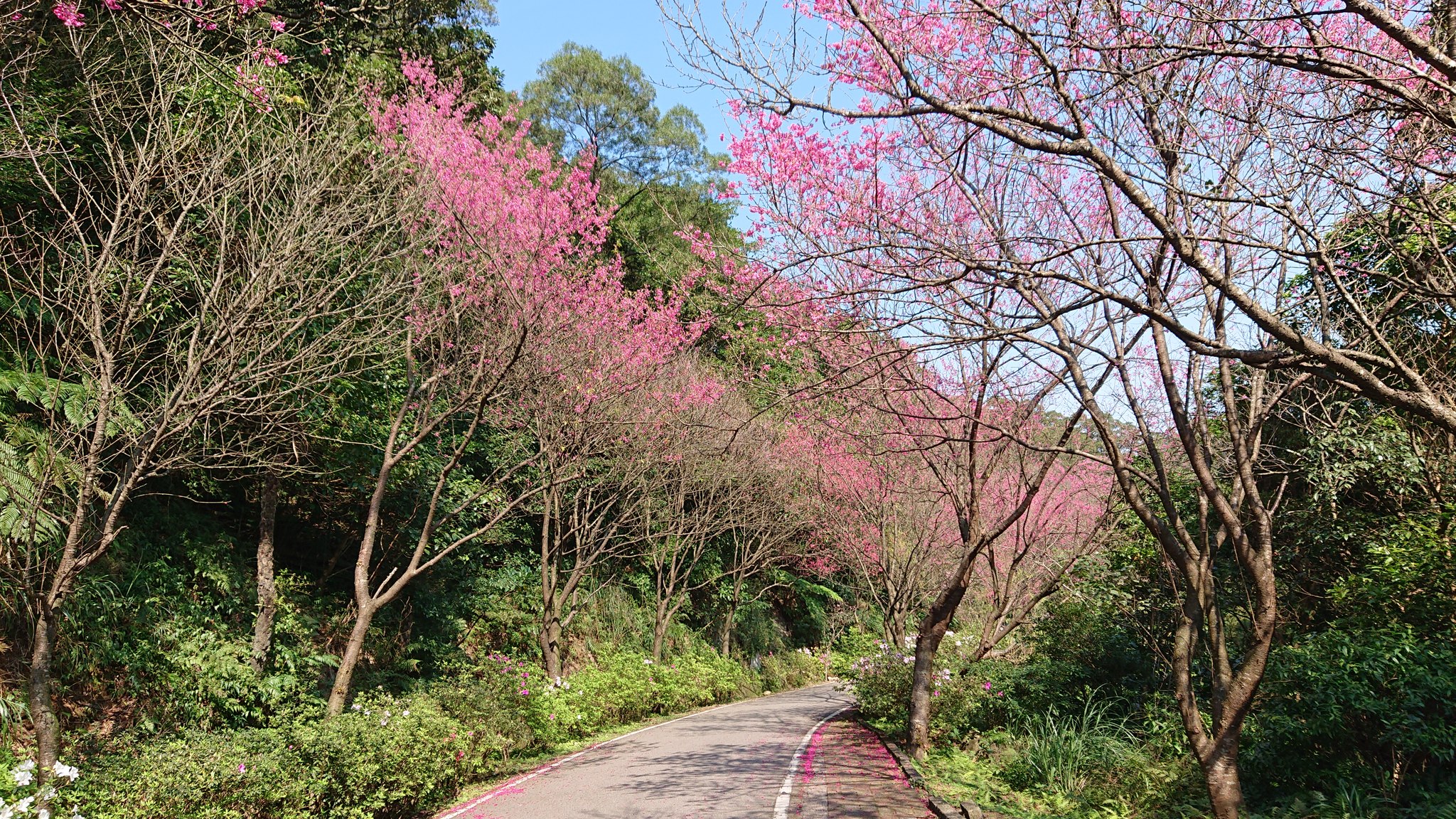青山路櫻花綻放