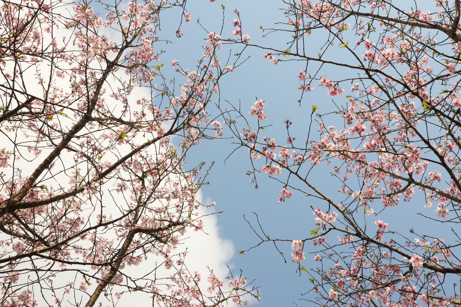 三芝北星真武寶殿櫻花一景