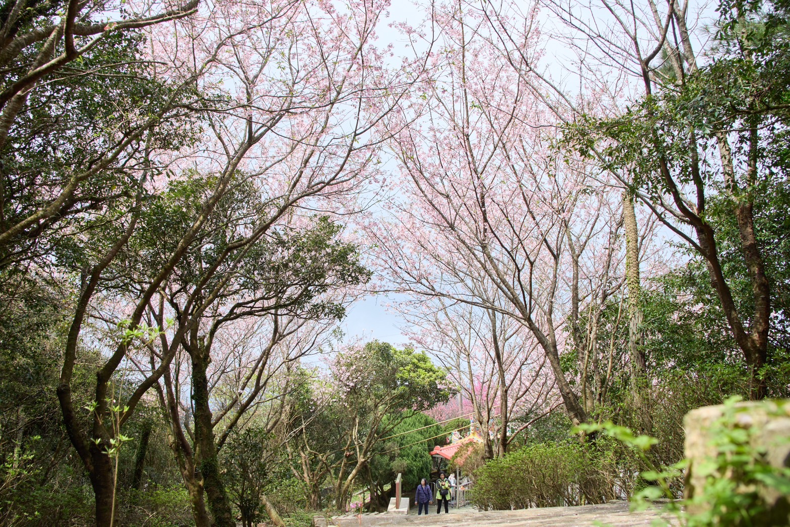 北星真武寶殿花況一景