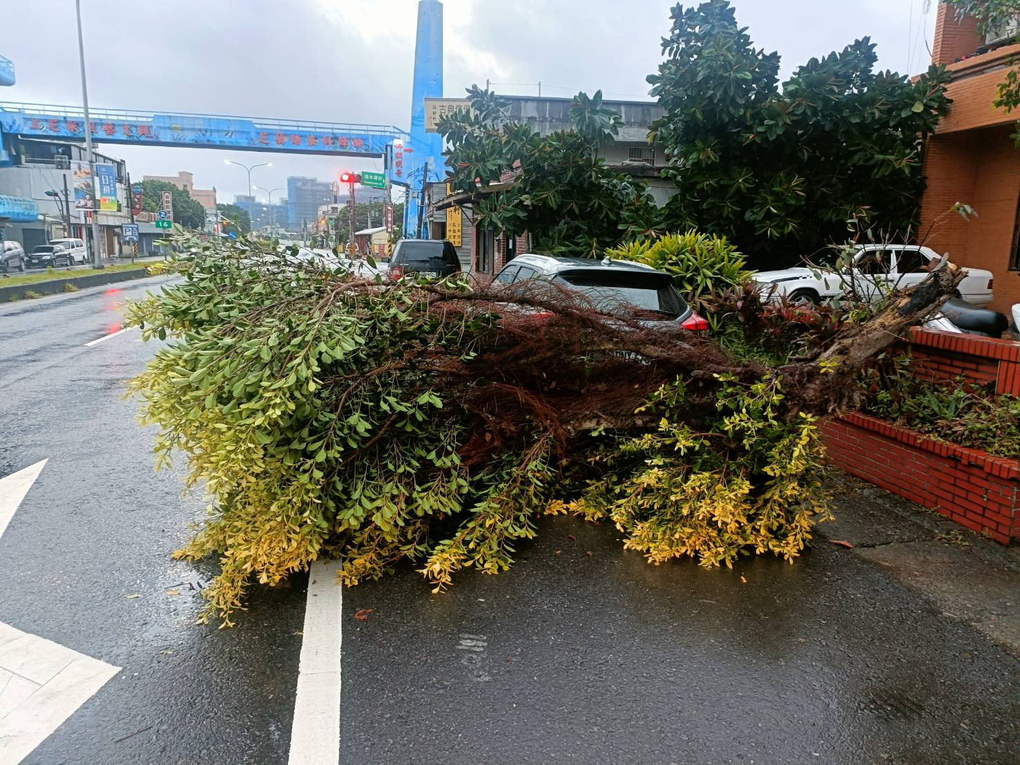 台2線靠近佛朗明哥路邊樹倒