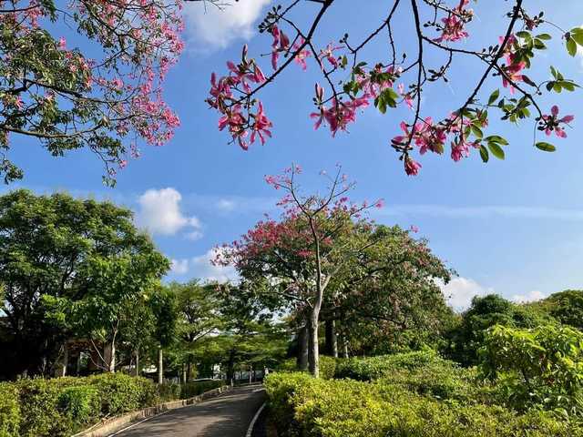 美人樹配合藍天白雲別有一番景緻