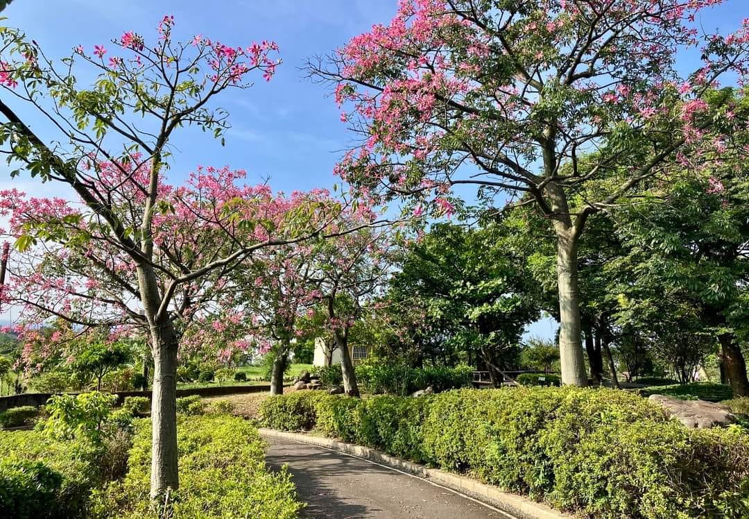 美人樹盛開中