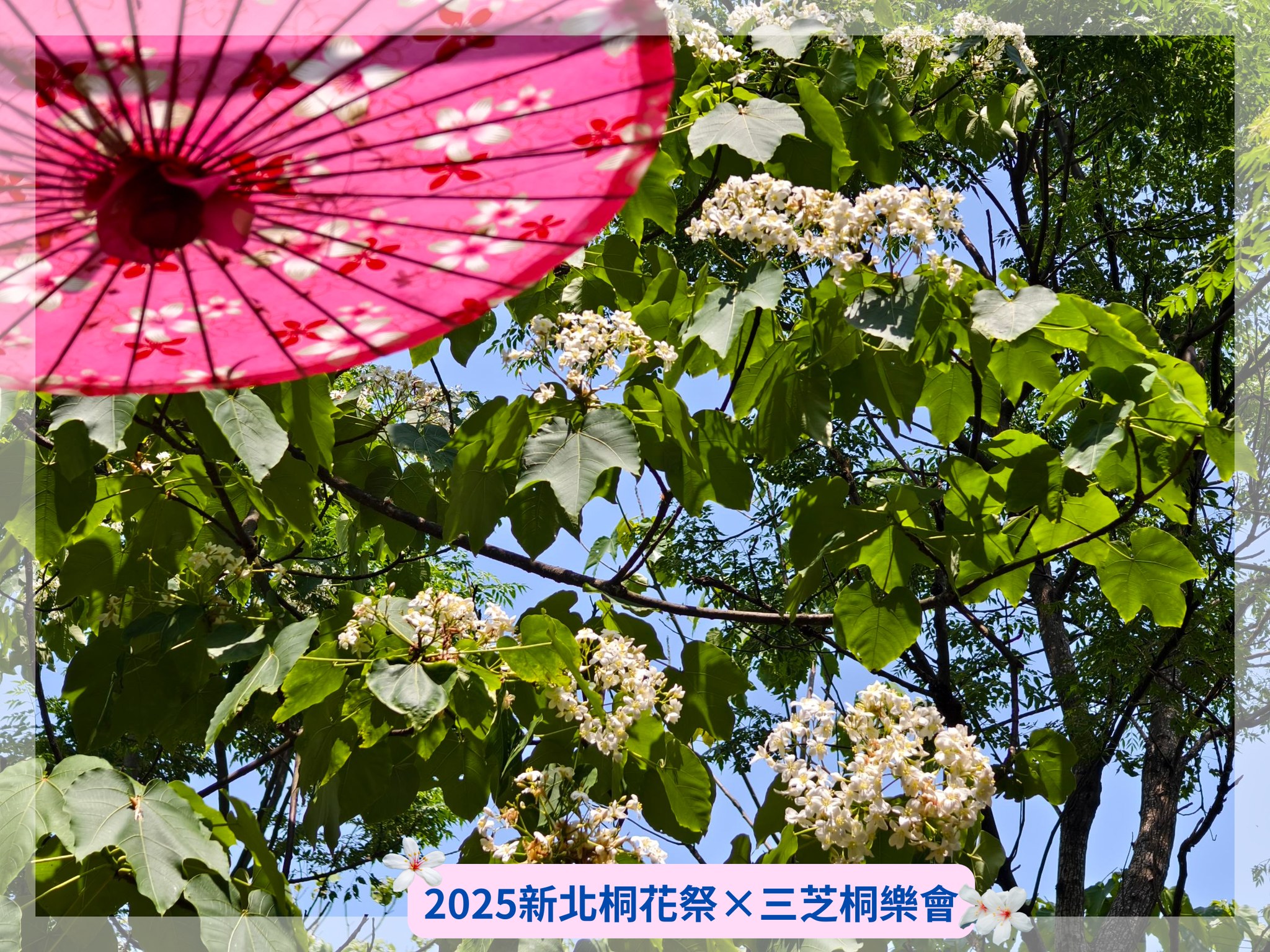 三芝桐花雪白綻放
