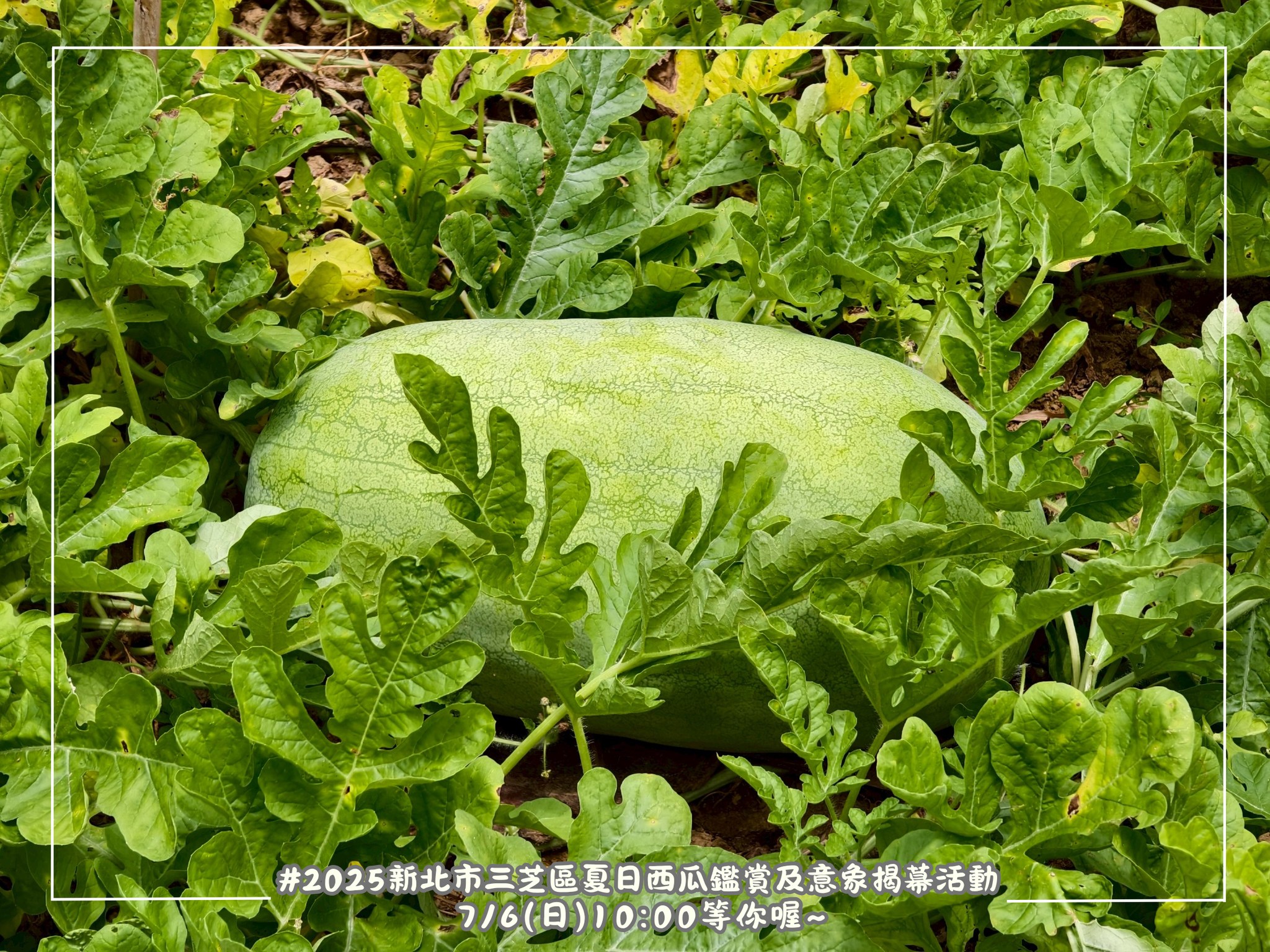 跟著小萍區長開箱三芝西瓜啦！