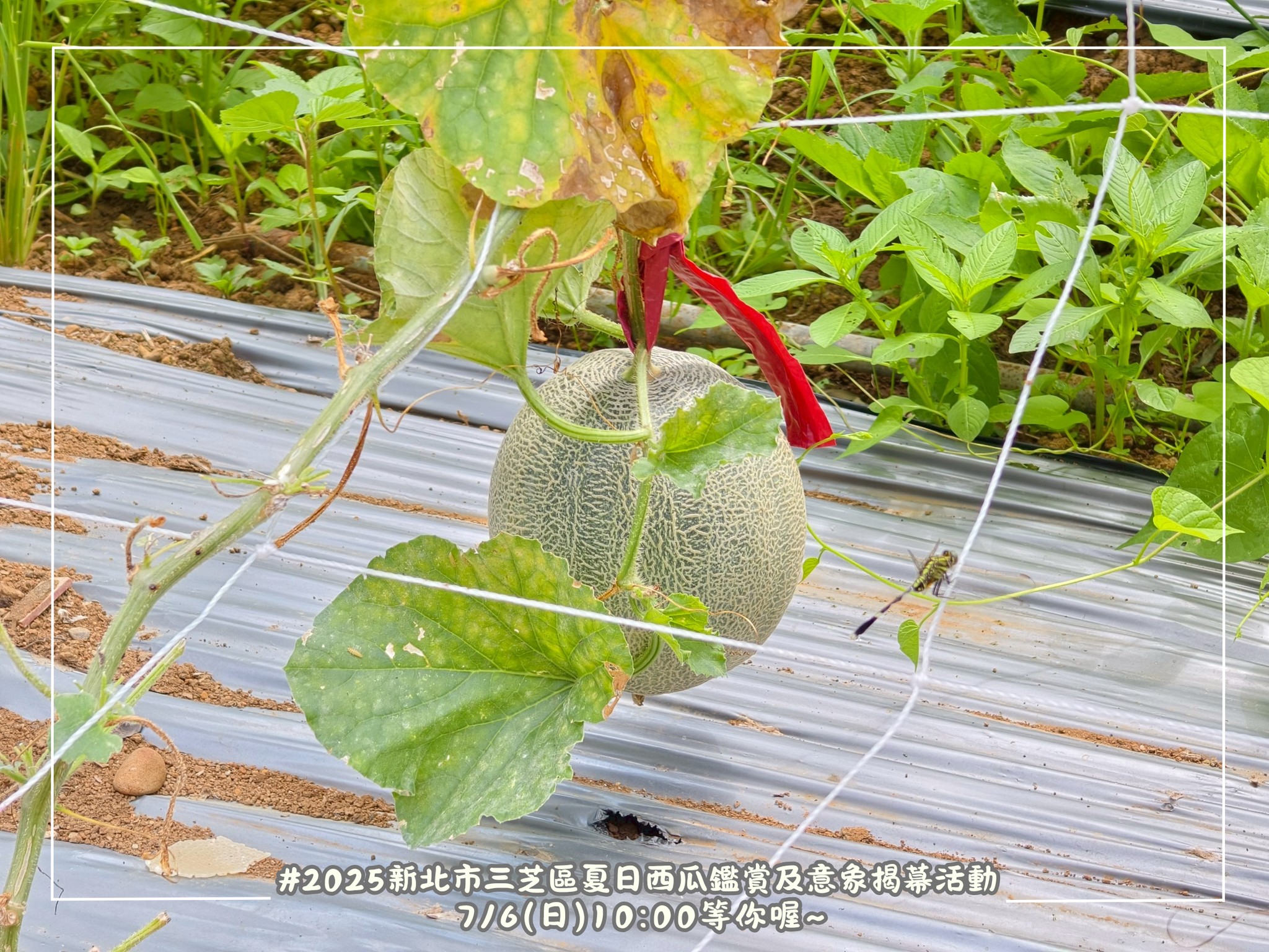 跟著小萍區長開箱三芝哈密瓜啦！