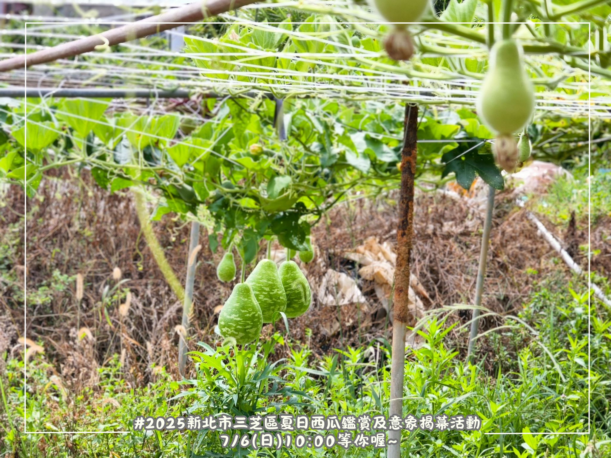 跟著小萍區長開箱三芝瓠瓜啦！