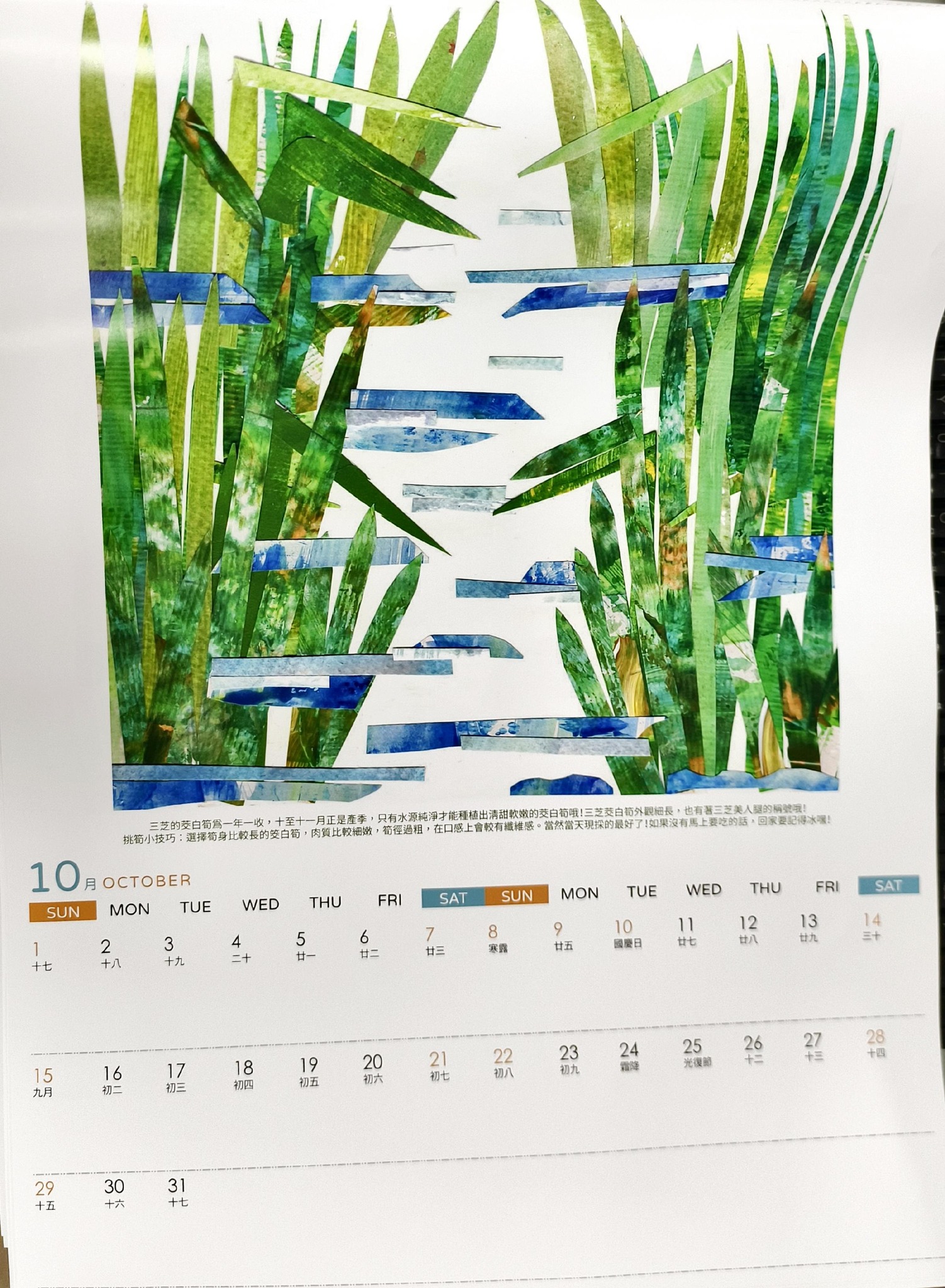 10月：茭白筍正值產季，用線條與色塊把「三芝美人腿」呈現得好細緻~