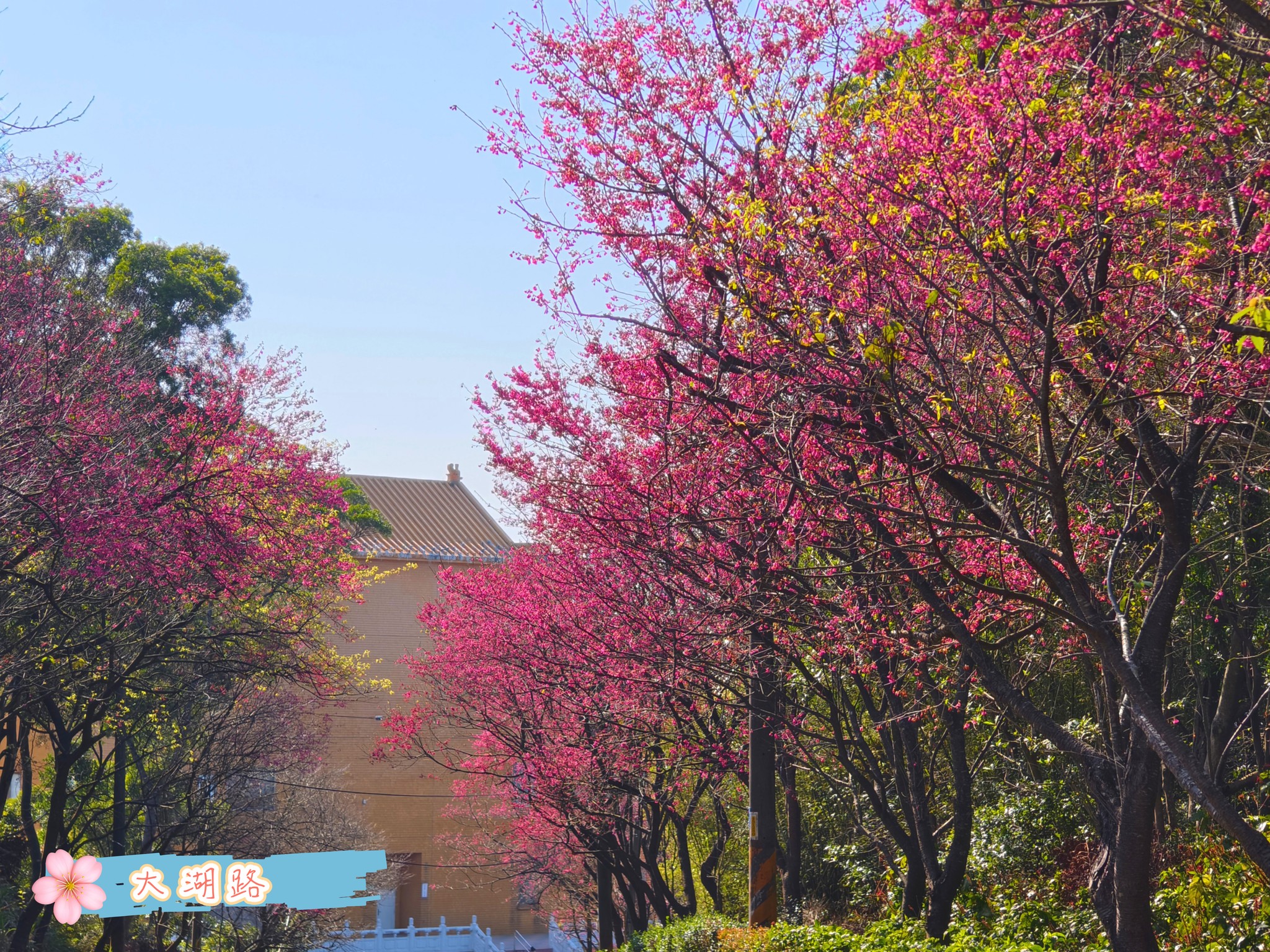 2026三芝區櫻花花況報告大湖路