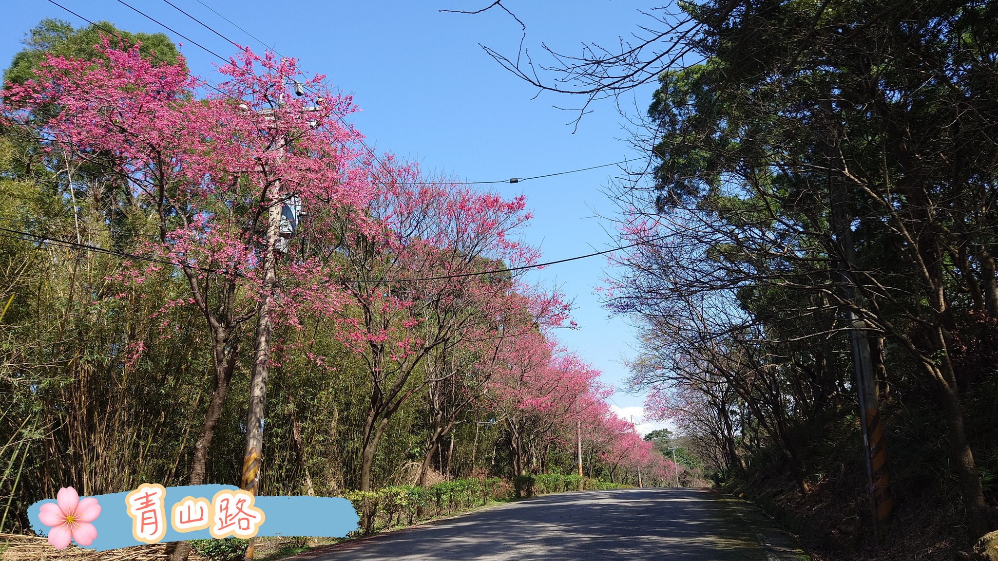 2026三芝區櫻花花況報告青山路路段