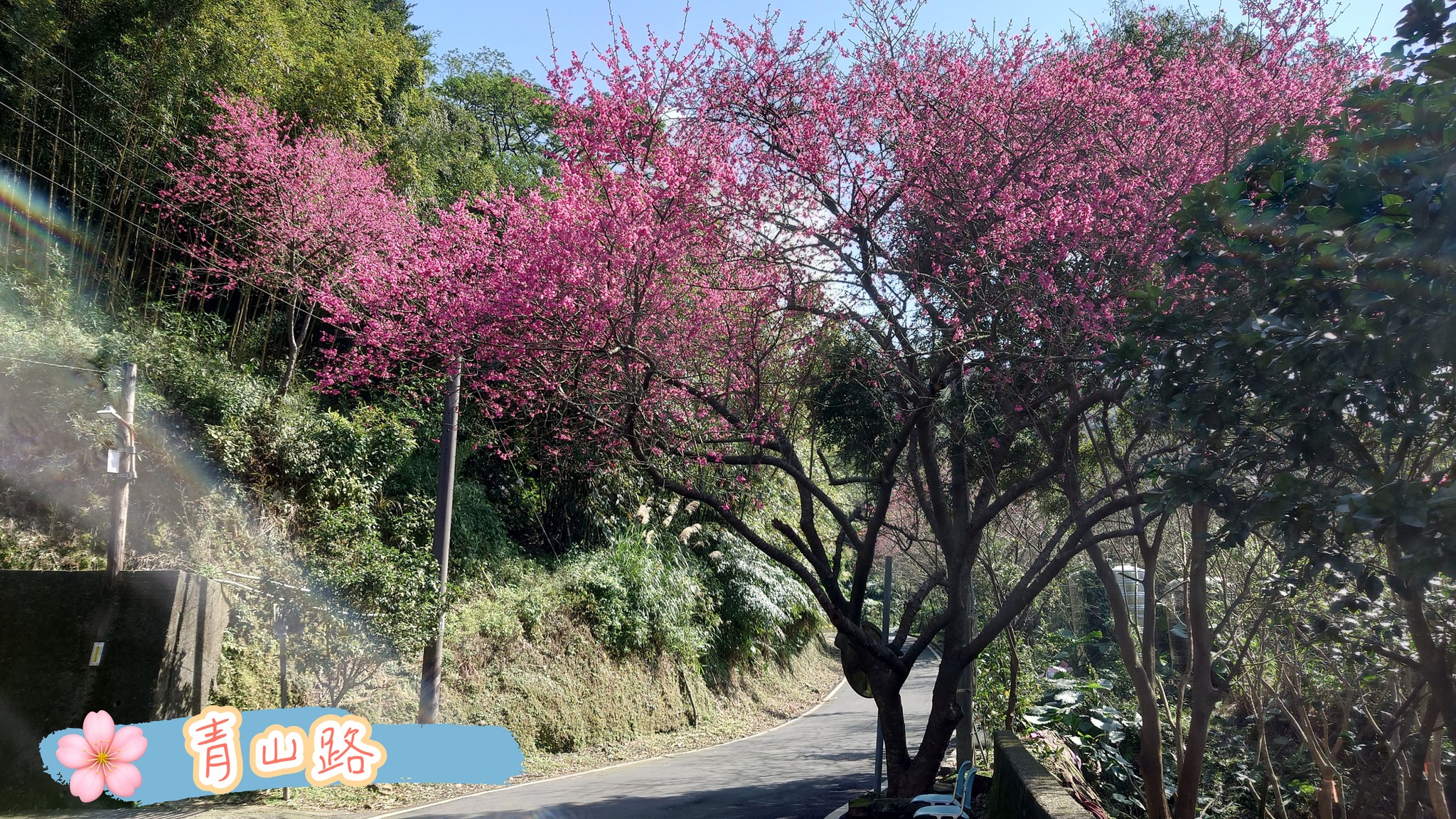 青山路櫻花綻放