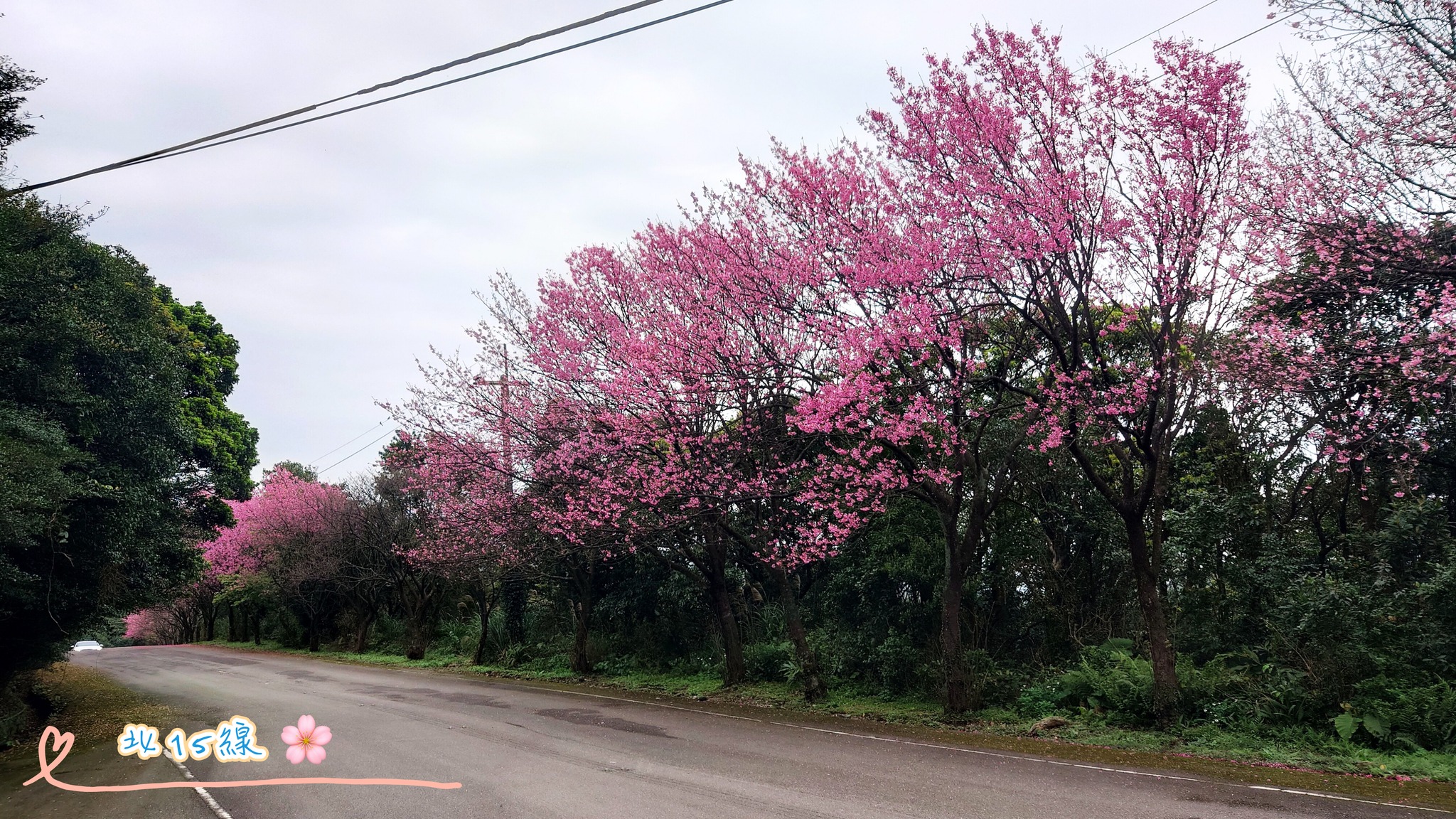北15線沿路櫻花綻放
