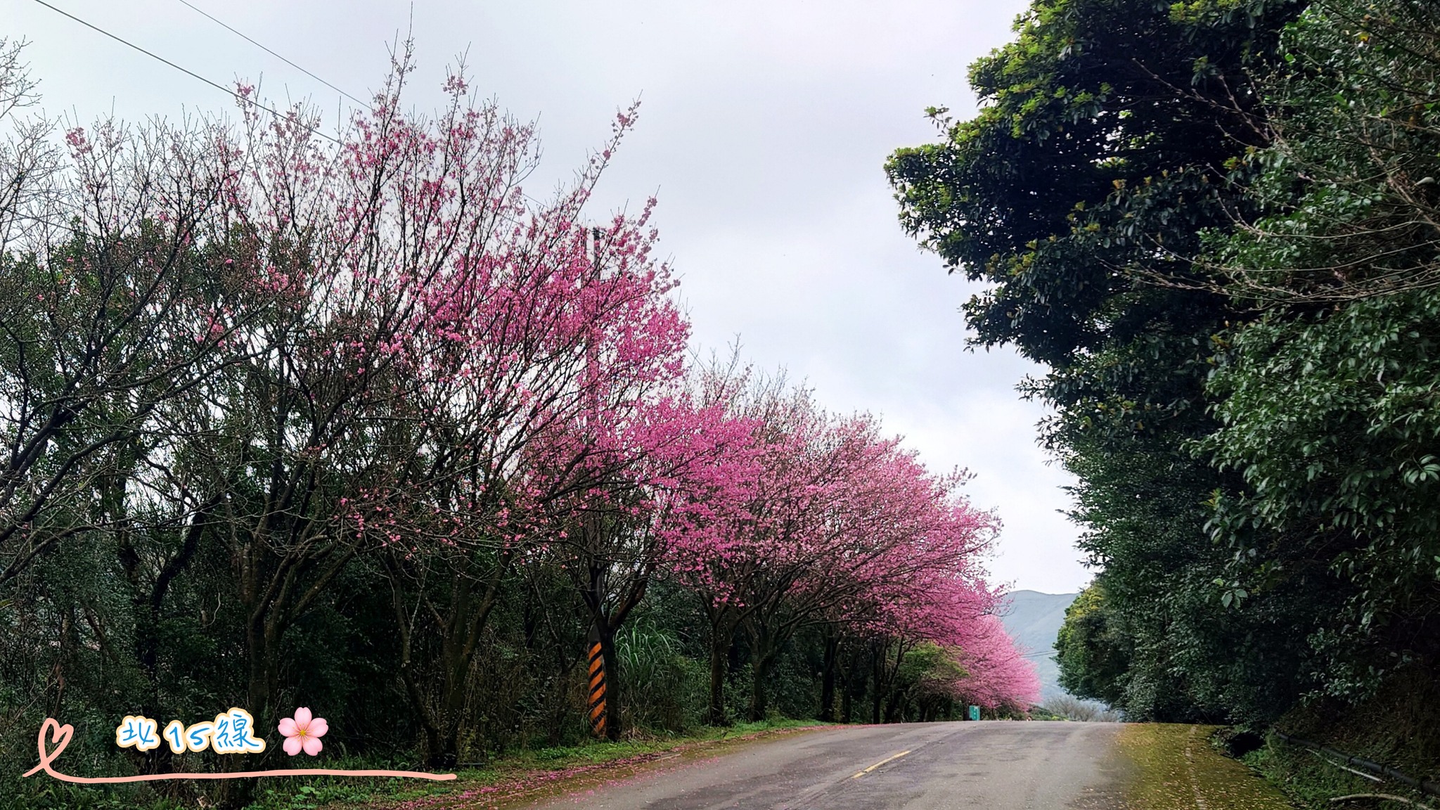 北15線沿路櫻花盛開