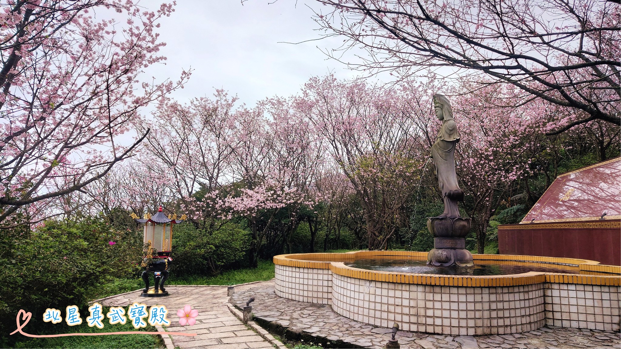北星真武寶殿櫻花綻放