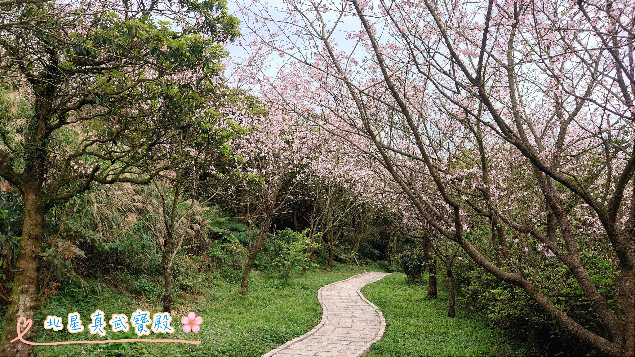 北星真武寶殿櫻花盛開