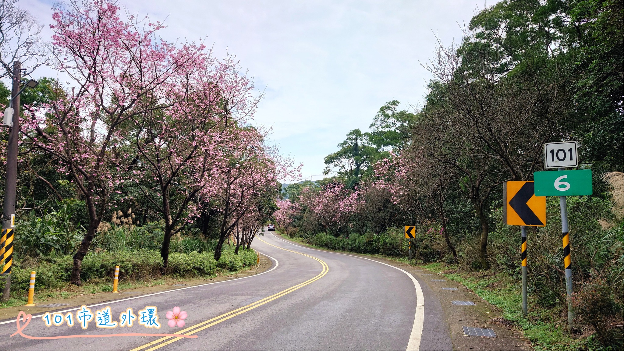 101市道外環路段櫻花綻放