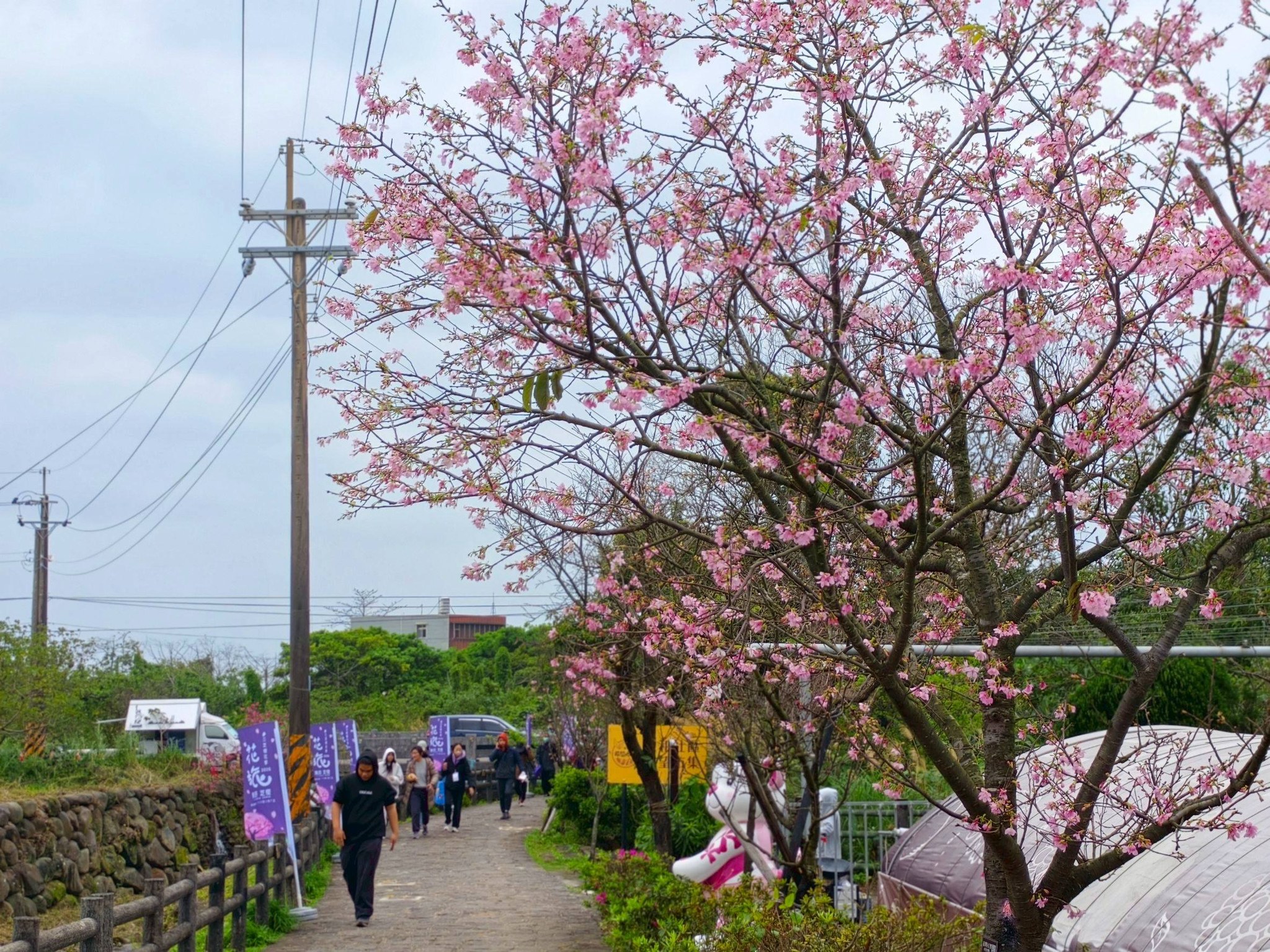 三生步道入口櫻花