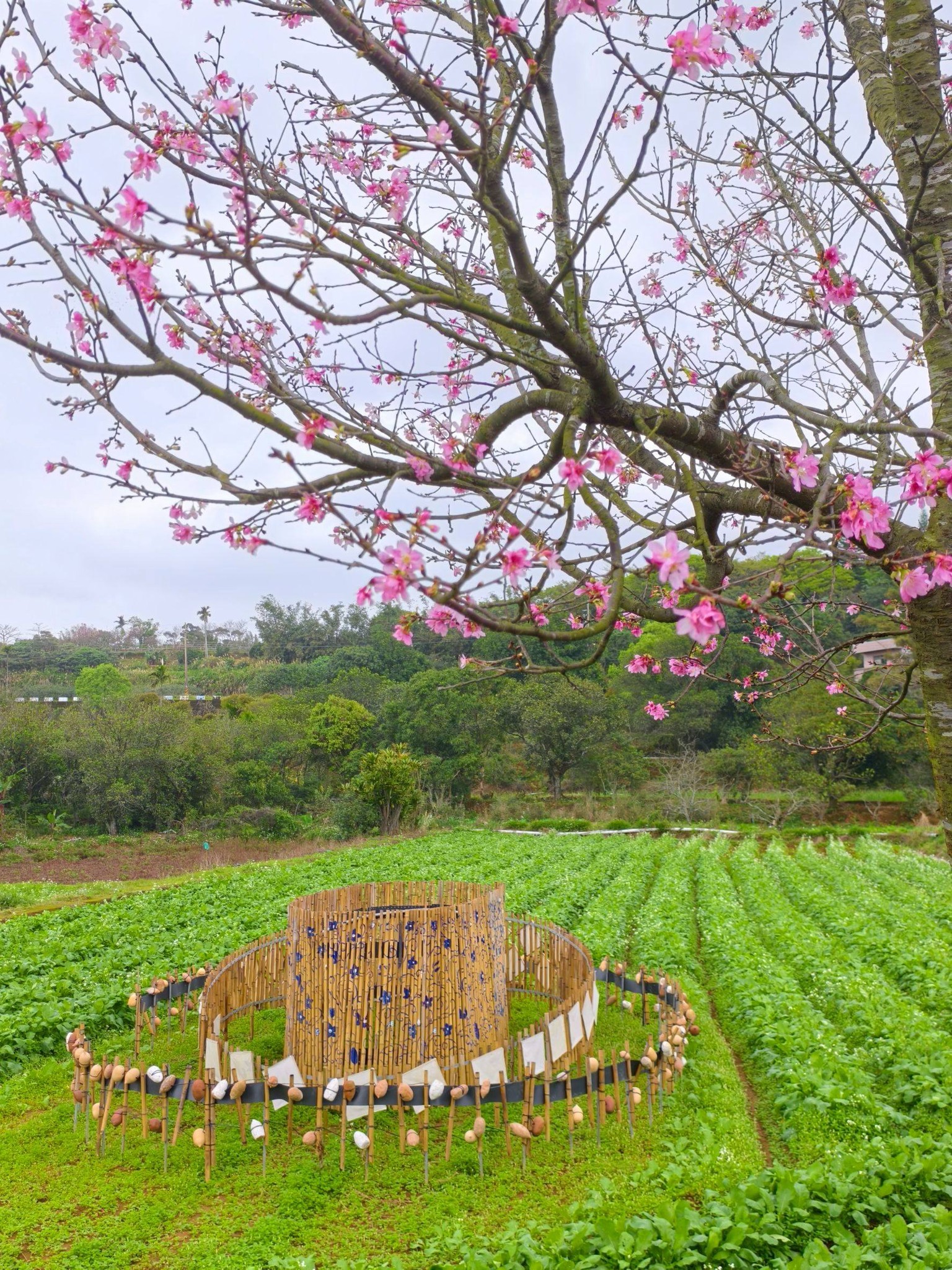 三生步道櫻花一景
