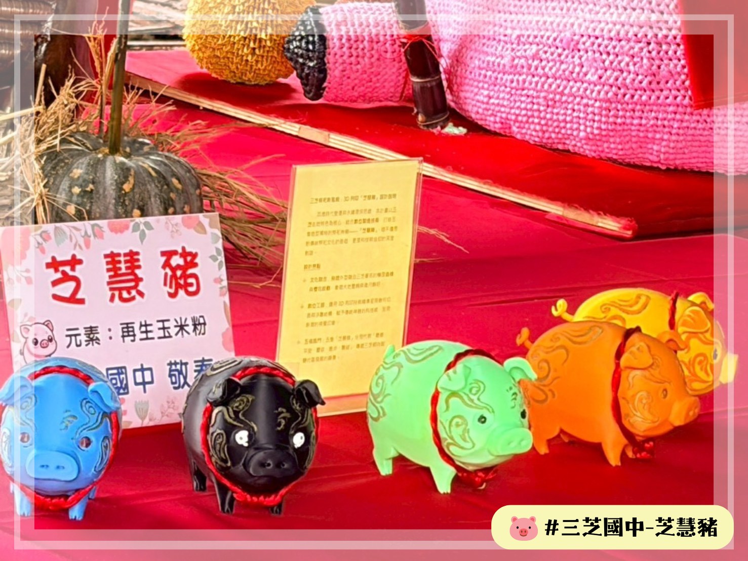 三芝國中_芝慧豬