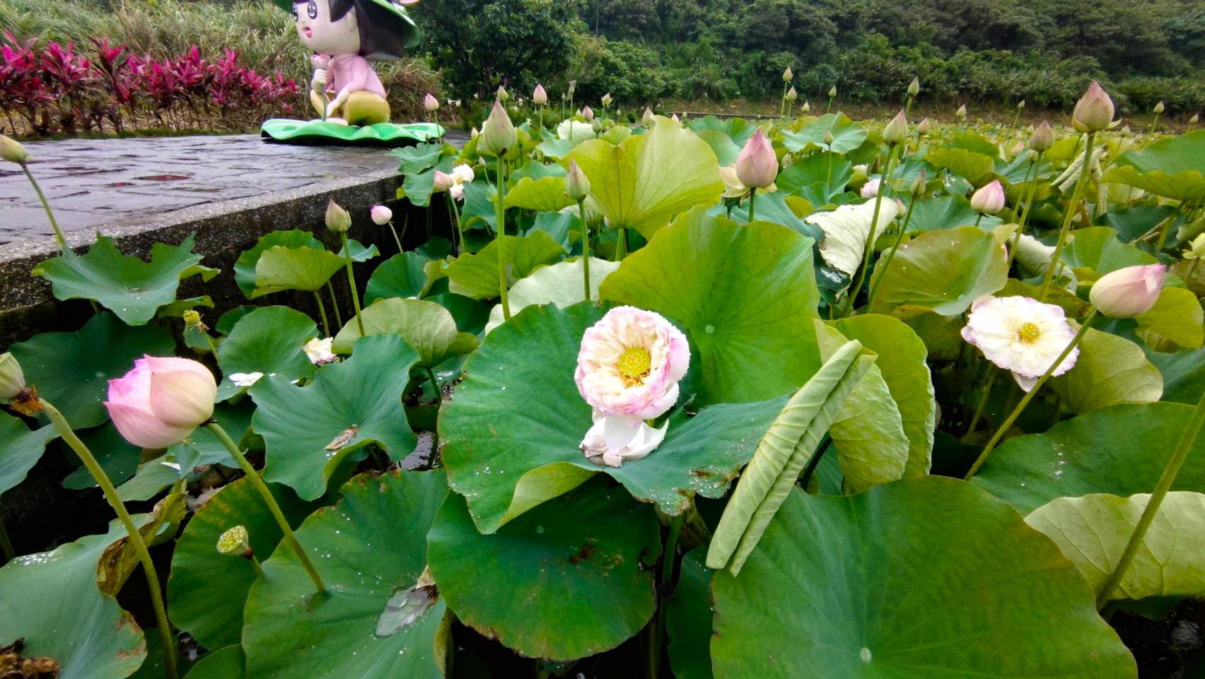 山豬窟荷花池