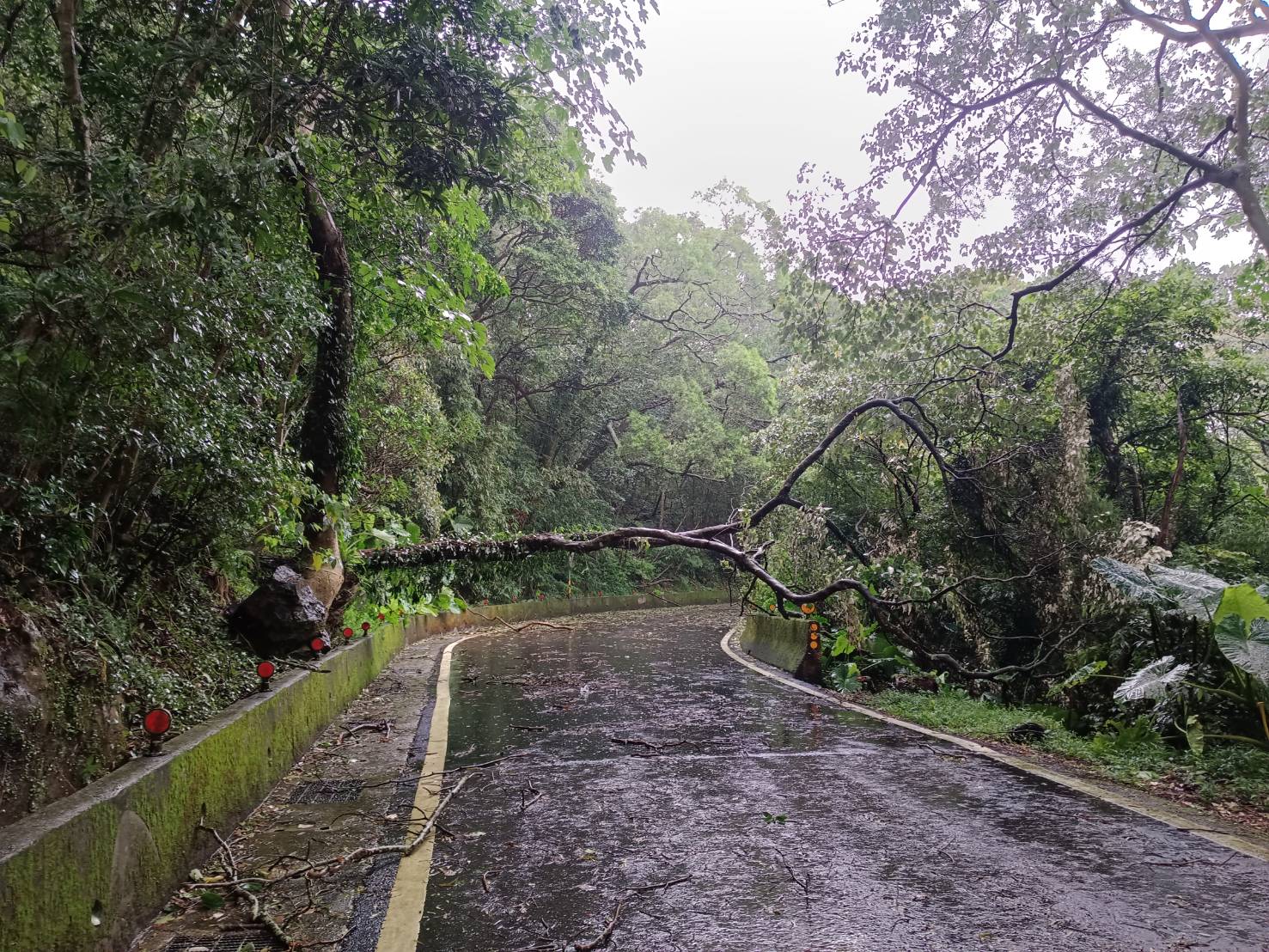 101甲線(巴拉卡公路)路樹傾倒橫倒