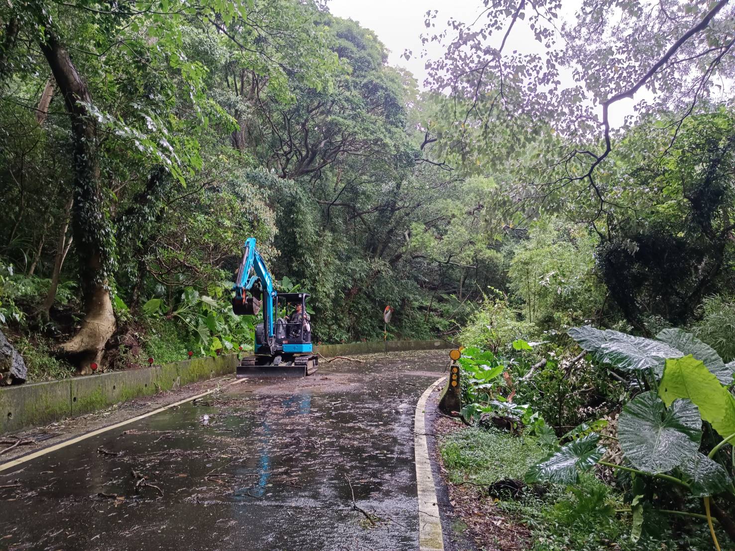 災後路樹傾倒復原