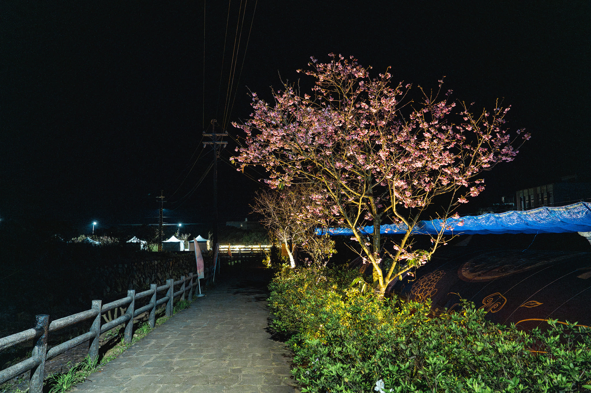 三芝步道夜櫻燈飾佈置