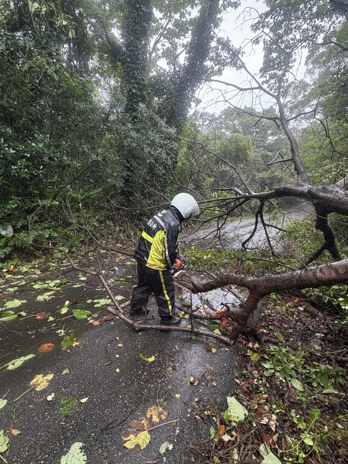 公所進行路樹傾倒搶災