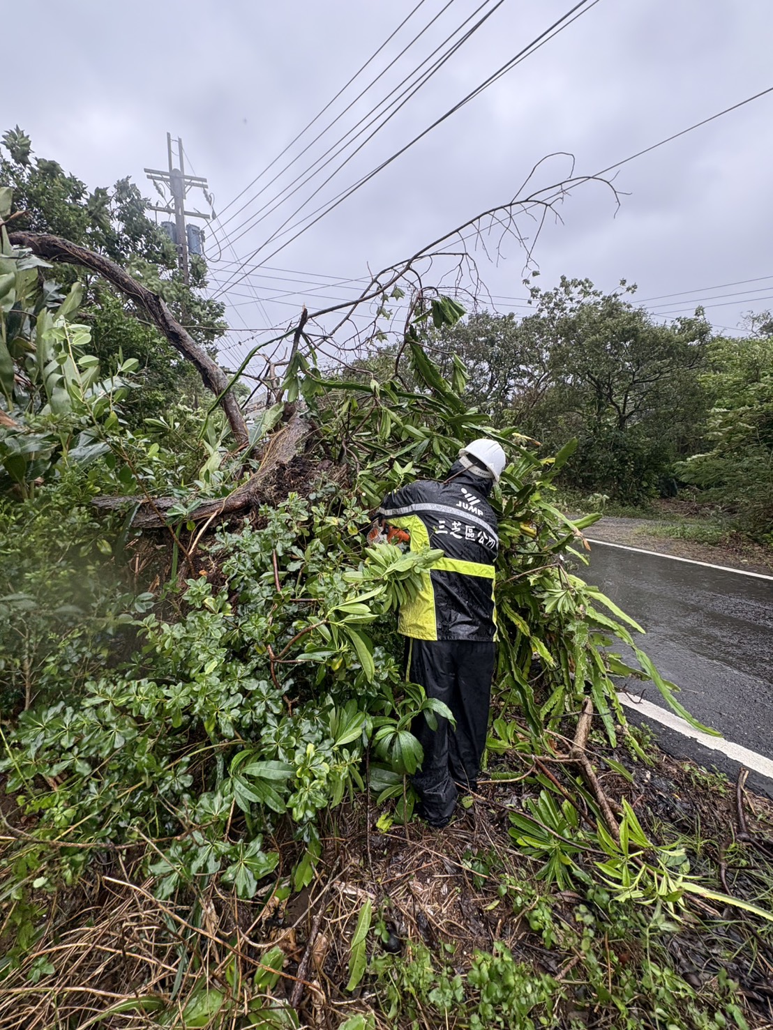公所進行路樹傾倒搶災處置