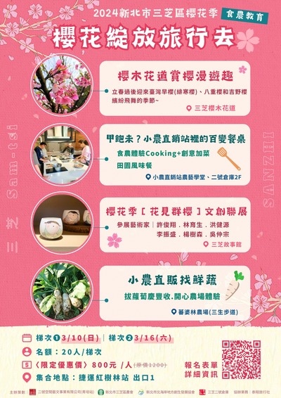 2024新北市三芝區櫻花綻放旅行去