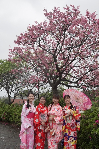 民眾於櫻花樹下著日式和服體驗賞櫻樂趣