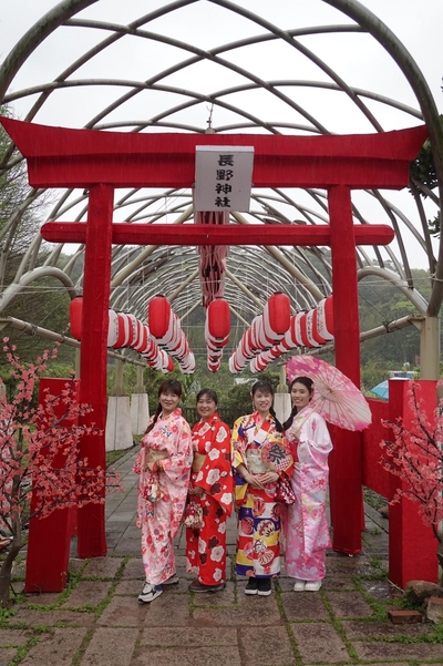 民眾於鳥居下著日式和服體驗賞櫻樂趣