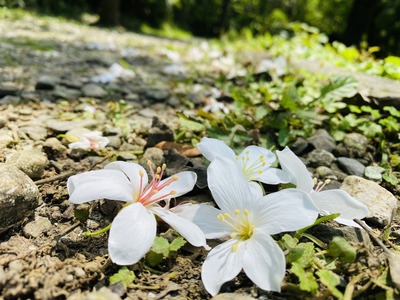 三芝區賞桐步道油桐花