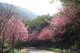 三芝區青山路山櫻花照片(共3張）