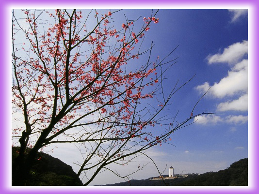 櫻花風景照片