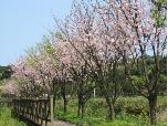 三生步道櫻花