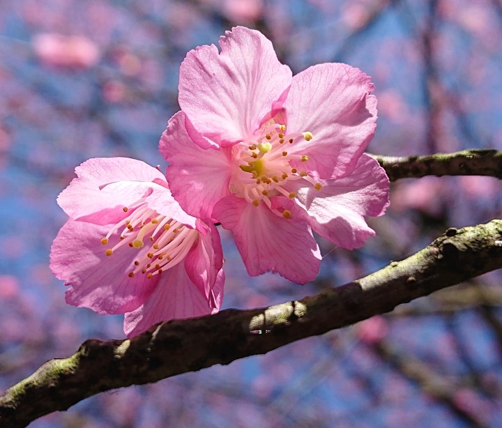 粉色山櫻花（花期較晚）