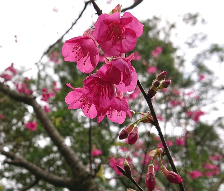緋紅色山櫻花（花期較早）