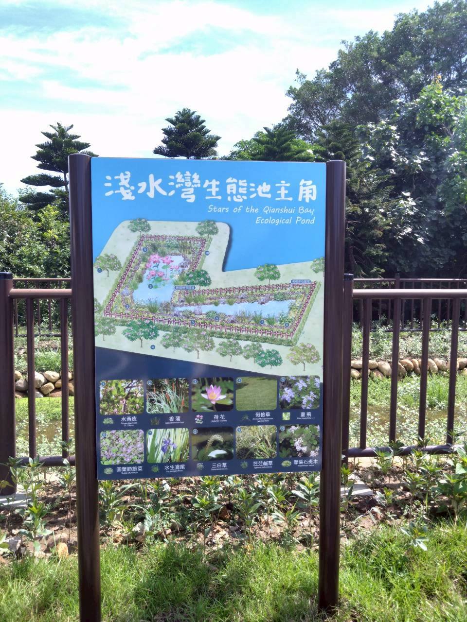 淺水灣生態池主角介紹-三芝